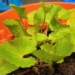 list of tropical plants that effectively clean soil including water spinach and sweet potato 119993