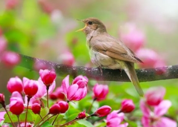 listen to bird songs help relieve constipation 123634