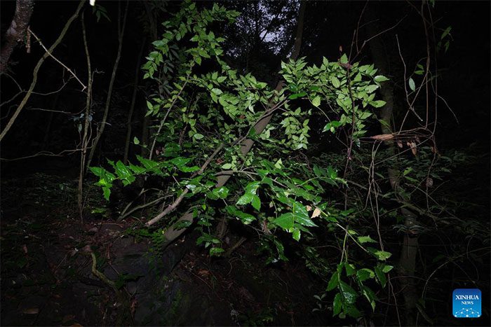 Euonymus aquifolium