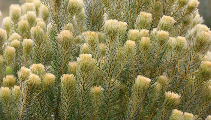 Species Phylica pubescens in South Africa, related to Phylica piloburmensis.