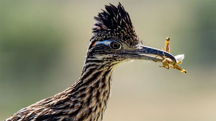 Many bird species eat insects as part of their diet.