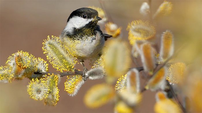 Birds also serve as pollinators.