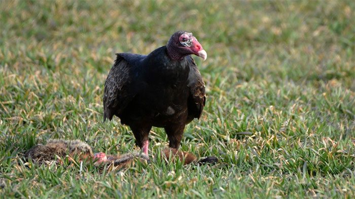 Without vultures, other animals would consume carcasses and become infected with viruses.
