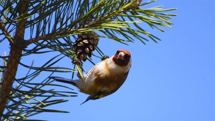 The most important role birds play is seed dispersal.