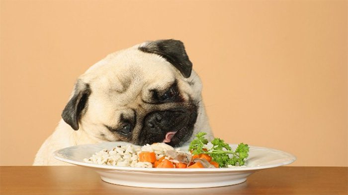 Regular vet visits are important for health monitoring.
