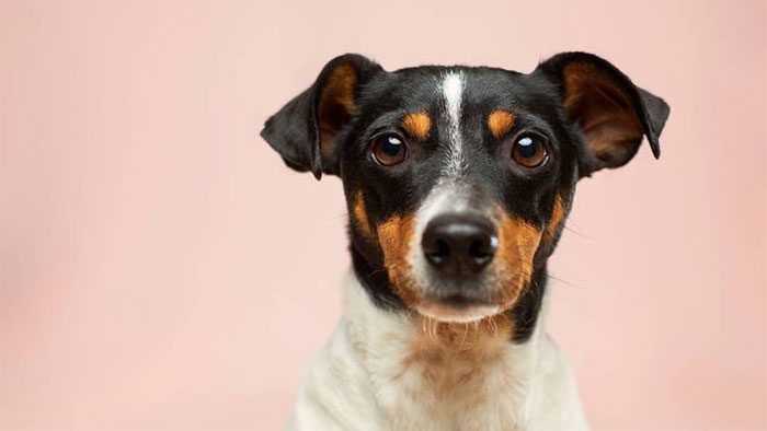 There is a connection between vision and smell in dogs