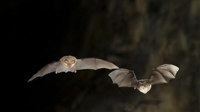Scientists have discovered several coronaviruses in bats that could pose a threat to humans.
