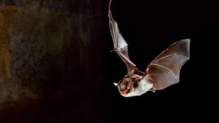 Bats can produce low-frequency calls thanks to the folds of their vocal cords.