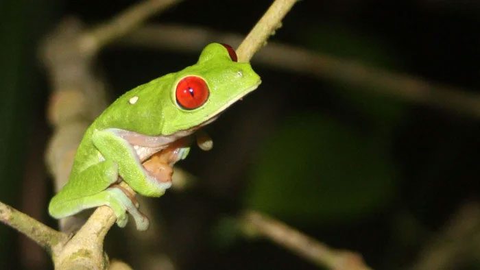 The surviving frogs may have sizes that are neither too large nor too small.