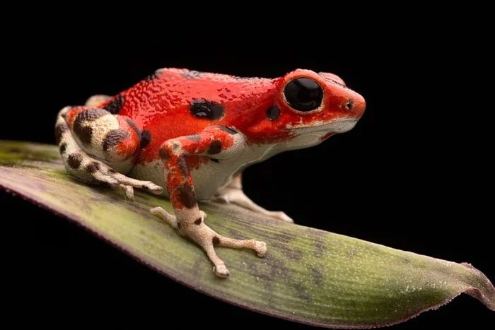 Medium-sized frogs fare better than extremely large frogs.