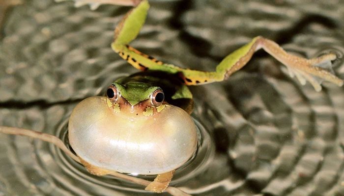 As the climate of the habitat changes rapidly, frogs must also face new changes.