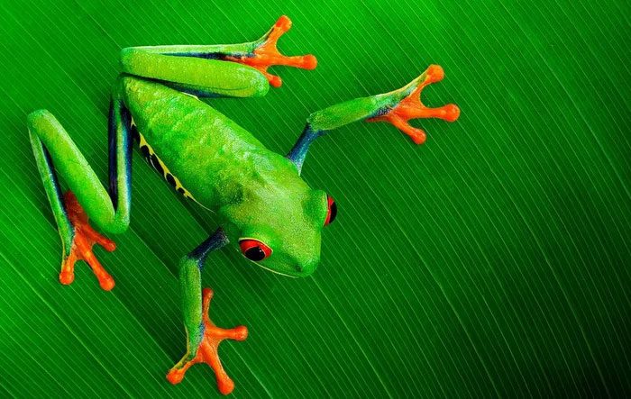 After all, many frog species survived the asteroid disaster that struck Earth.