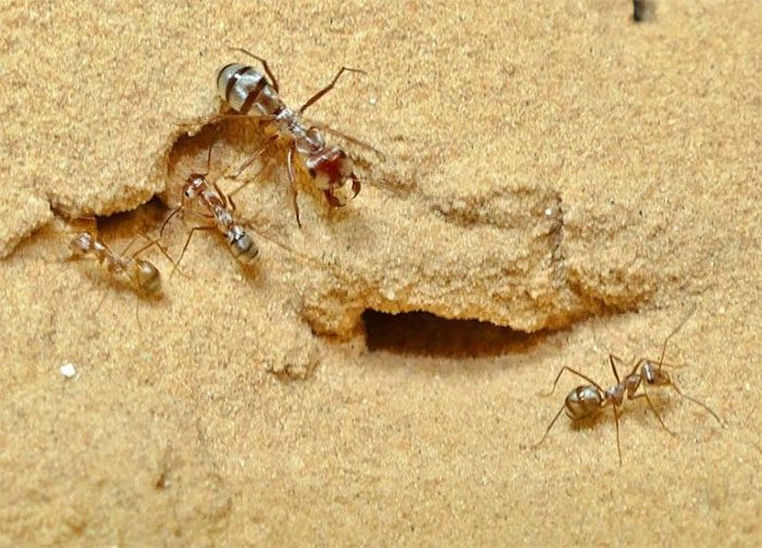 The silver ant takes 47 steps per second.