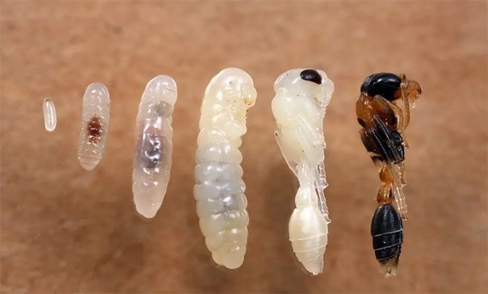 The liquid also affects the ability of larvae to develop into queens or worker ants later.