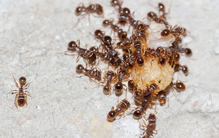 The programming concept of robotic vacuums is based on the intelligence of ants