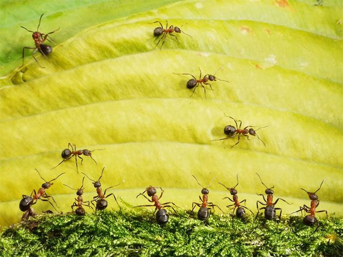 This tiny ant species can move at an astonishing speed