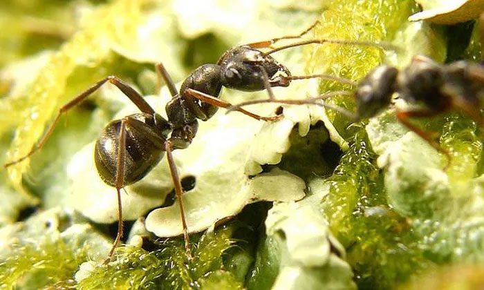 Ants can differentiate between cancer cells and healthy cells.