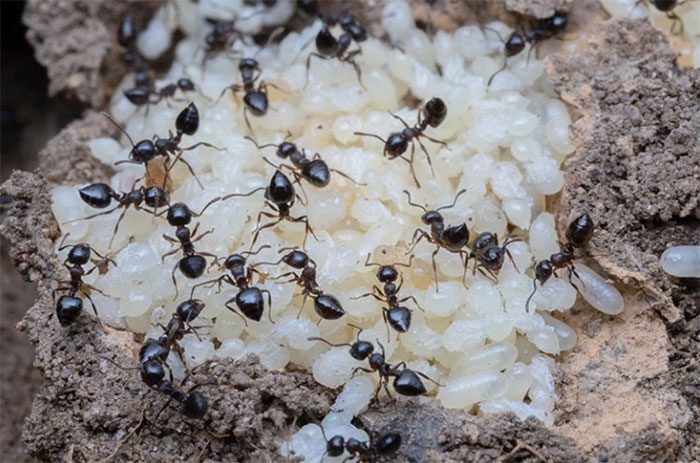 Liquid digested by both adult ants and larvae