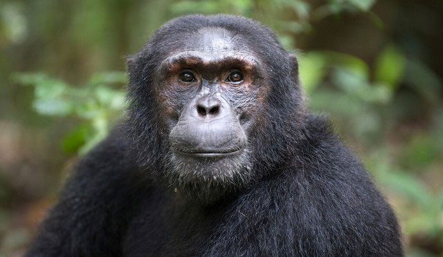 Illustration of primate species.