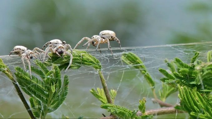 African social spider (Stegodyphus dumicola)
