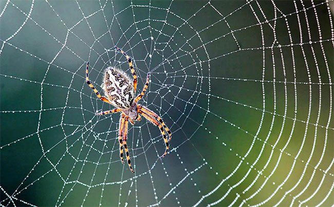 Spiders can "hear" vibrations through their legs.