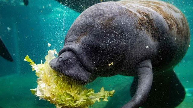 Conservation groups regularly distribute lettuce (primarily romaine) to manatees.