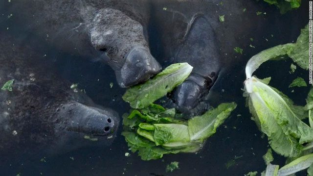 Manatees eating lettuce.