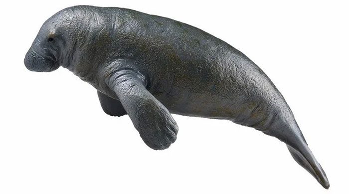Manatee