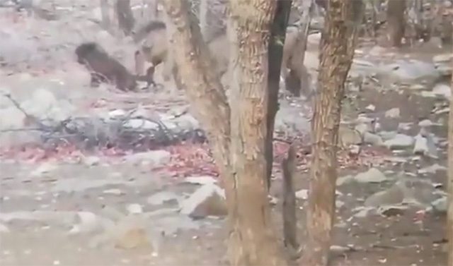 The chacma baboon was fatally gored in the gut by a warthog during a frenzied attack.