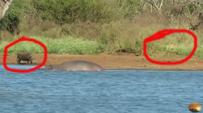 A wart hog was engrossed in soaking in the mud when it was suddenly ambushed by a lion.
