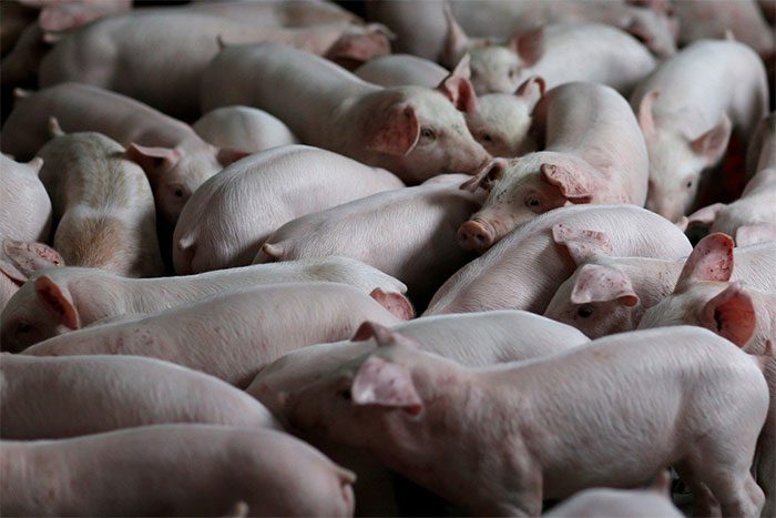 China is the world's largest consumer of pork