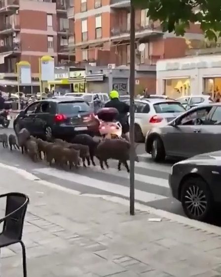 Wild boars casually roam through the city.