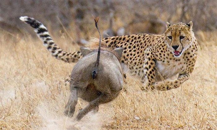The cheetah shows no signs of fighting to protect its meal from the warthog herd.