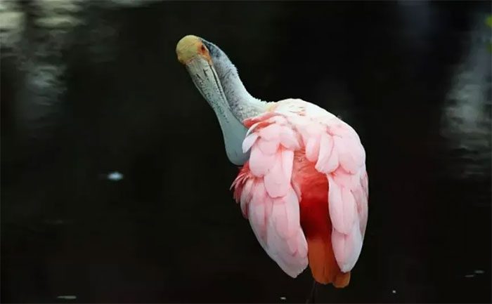 Rising temperatures threaten the survival of rare bird species.