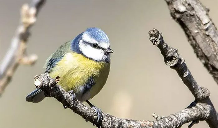 Climate change is causing bird species to lose their vibrant colors.