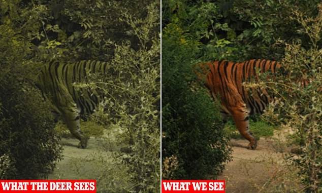 The color of tigers as seen by humans (right) and deer (left).