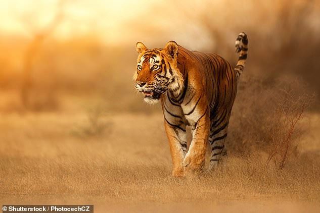 The tiger's fur is too bright considering the environment they exist in