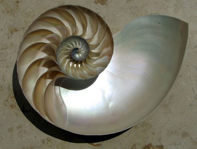 The glossy nacre layer in a shell.