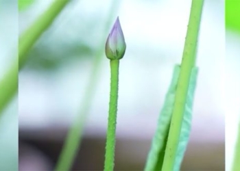 lotus from seeds thousand years old first time blooming 121738