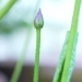 lotus from seeds thousand years old first time blooming 121738
