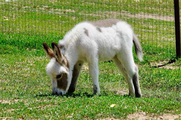 Miniature Donkey