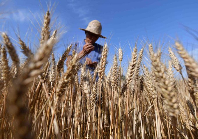 A farmer inspects a wheat field in Anhui Province, China on May 24, 2021.