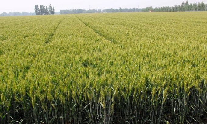 Luyuan 502 is the second most widely grown wheat variety in China.