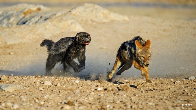 Honey badger battles wild dog