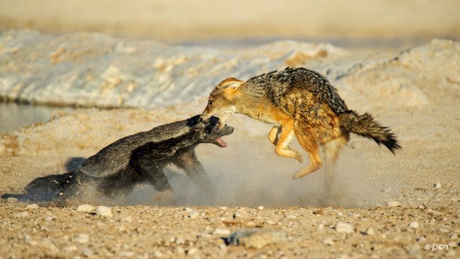Honey badger battles wild dog