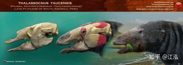 Reconstruction of the marine sloth skull.
