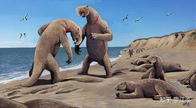 Marine sloth is an herbivorous animal.