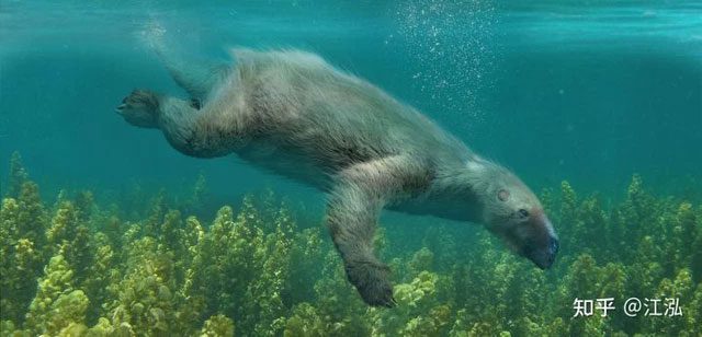 For marine sloths, strong winds and waves are not a real danger.