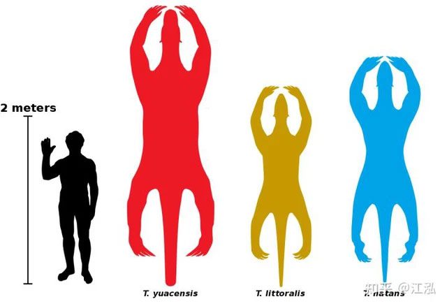 Size comparison between marine sloths and humans.