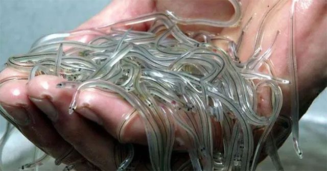 Glass eel with transparent color